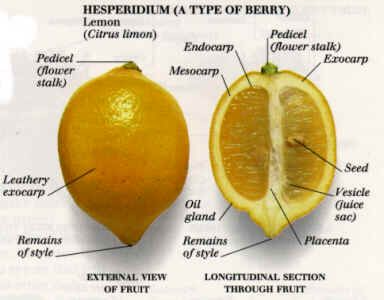 parts of a lemon